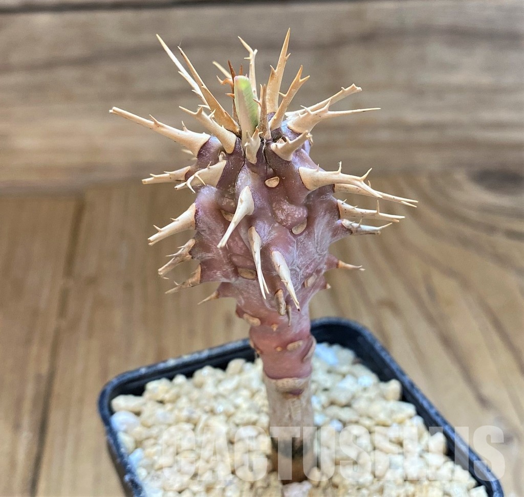 SH29553 Euphorbia viguieri