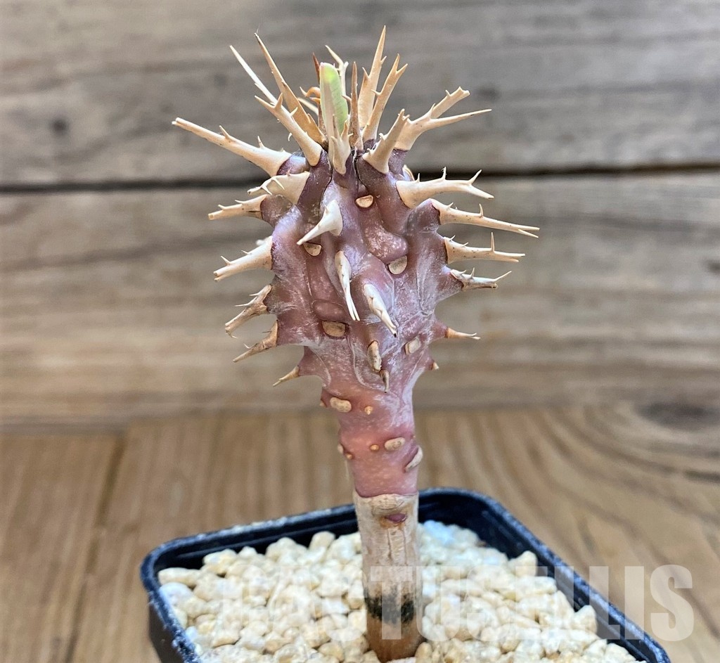 SH29553 Euphorbia viguieri - Image 2
