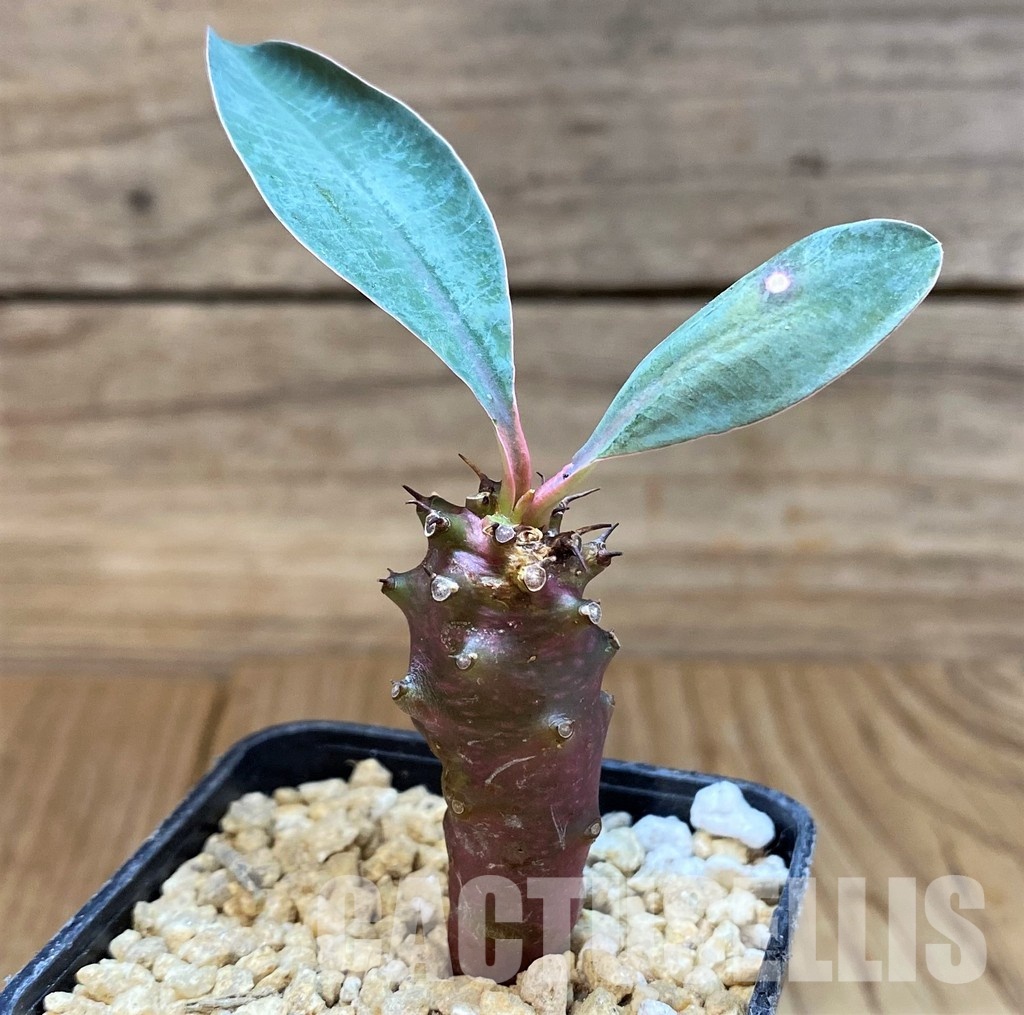 SH29555 Euphorbia pachypodioides