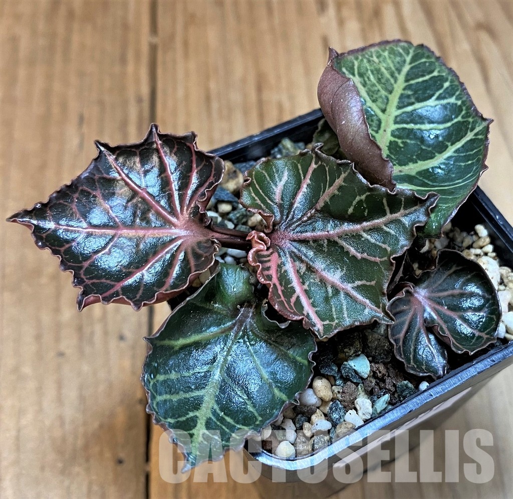SH29557 Euphorbia francoisii 'Maple Leaf'