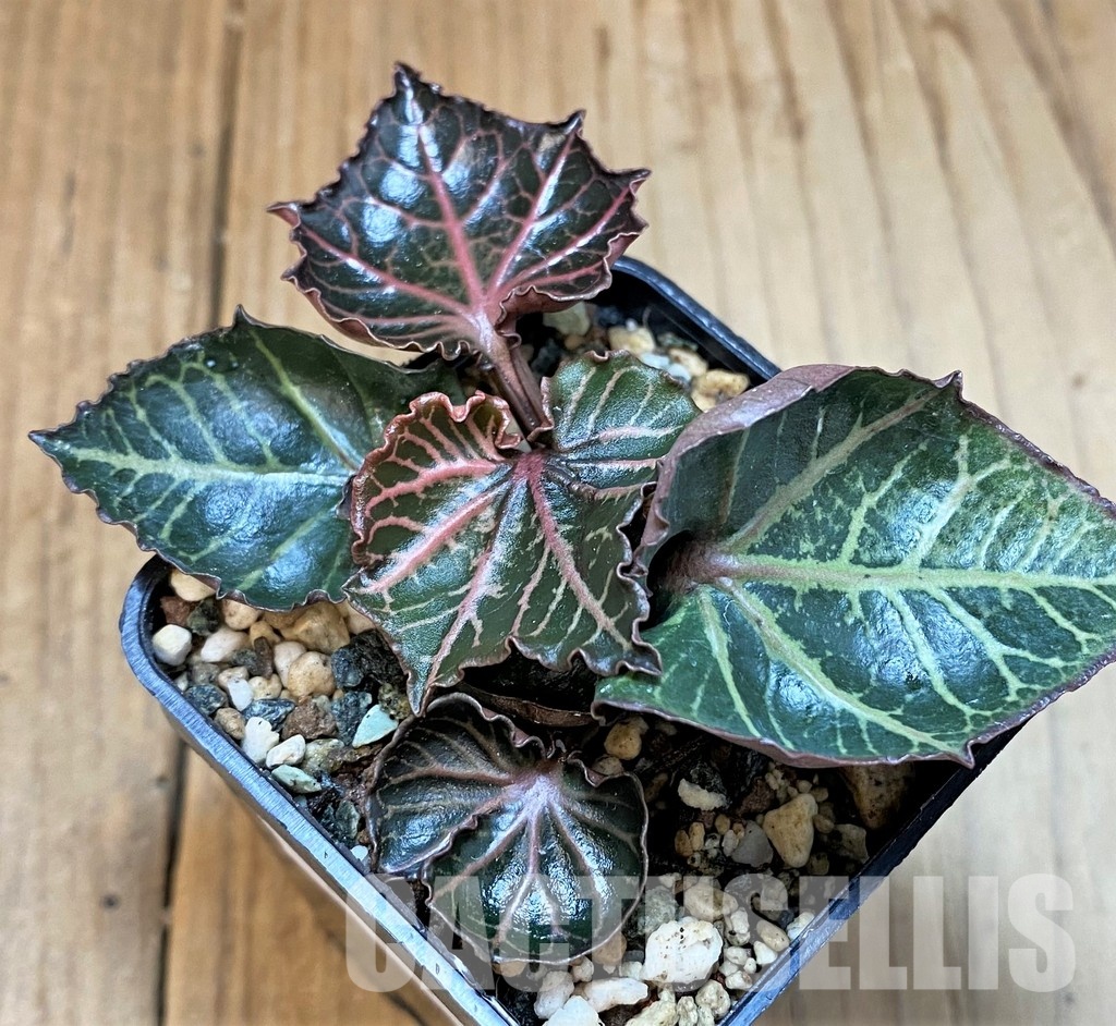SH29557 Euphorbia francoisii 'Maple Leaf' - Image 2