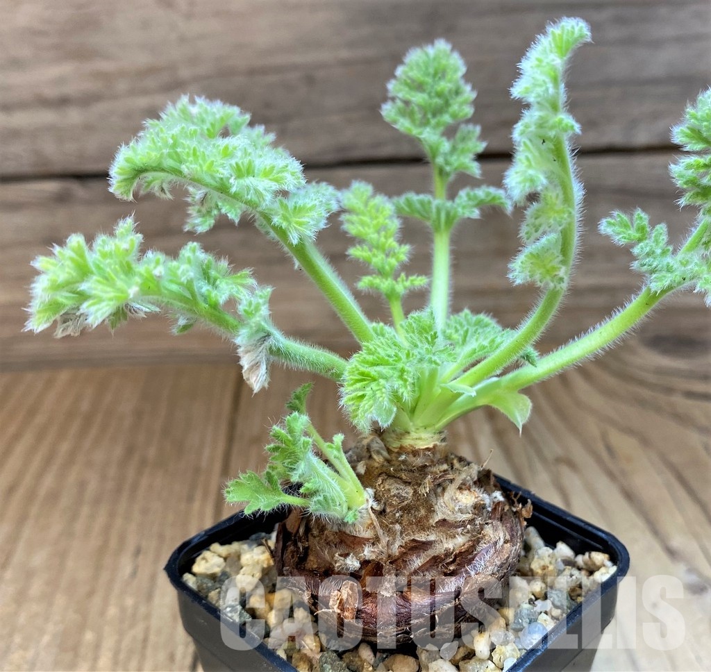 SH29560 Pelargonium triste