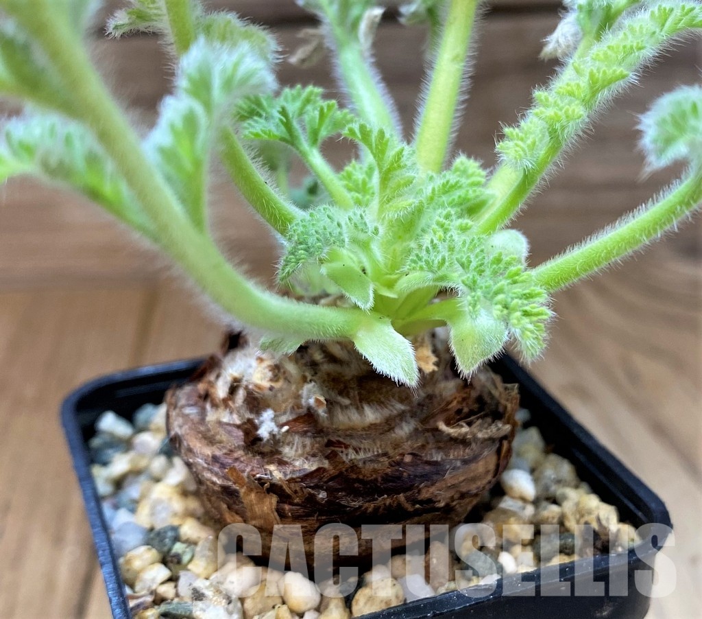 SH29560 Pelargonium triste - Image 3