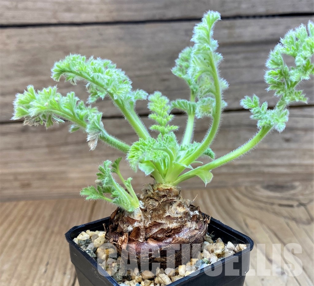 SH29560 Pelargonium triste - Image 2