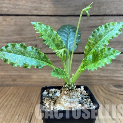 SH29561 Dorstenia hybrid f. variegata