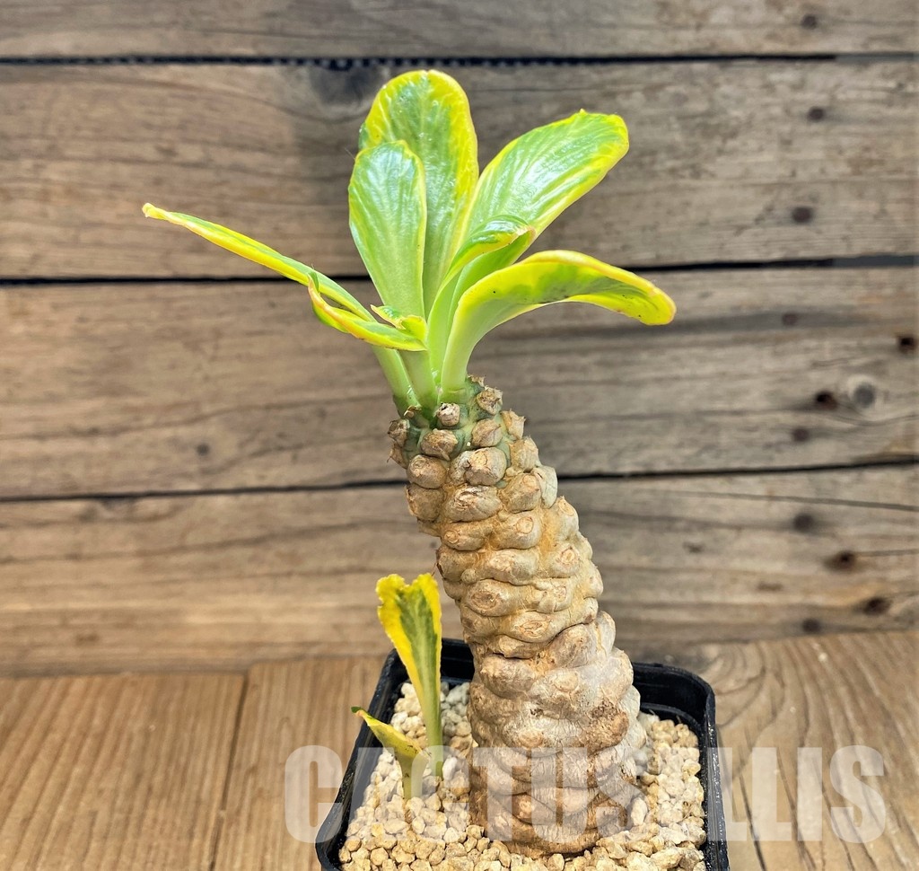 SH29573 Euphorbia poissonii f. variegata - Image 2