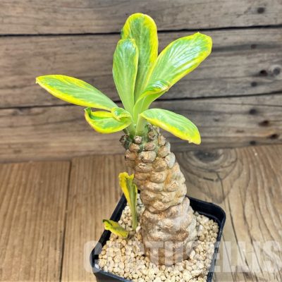 SH29573 Euphorbia poissonii f. variegata