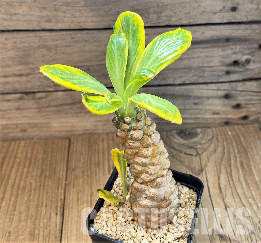 SH29573 Euphorbia poissonii f. variegata