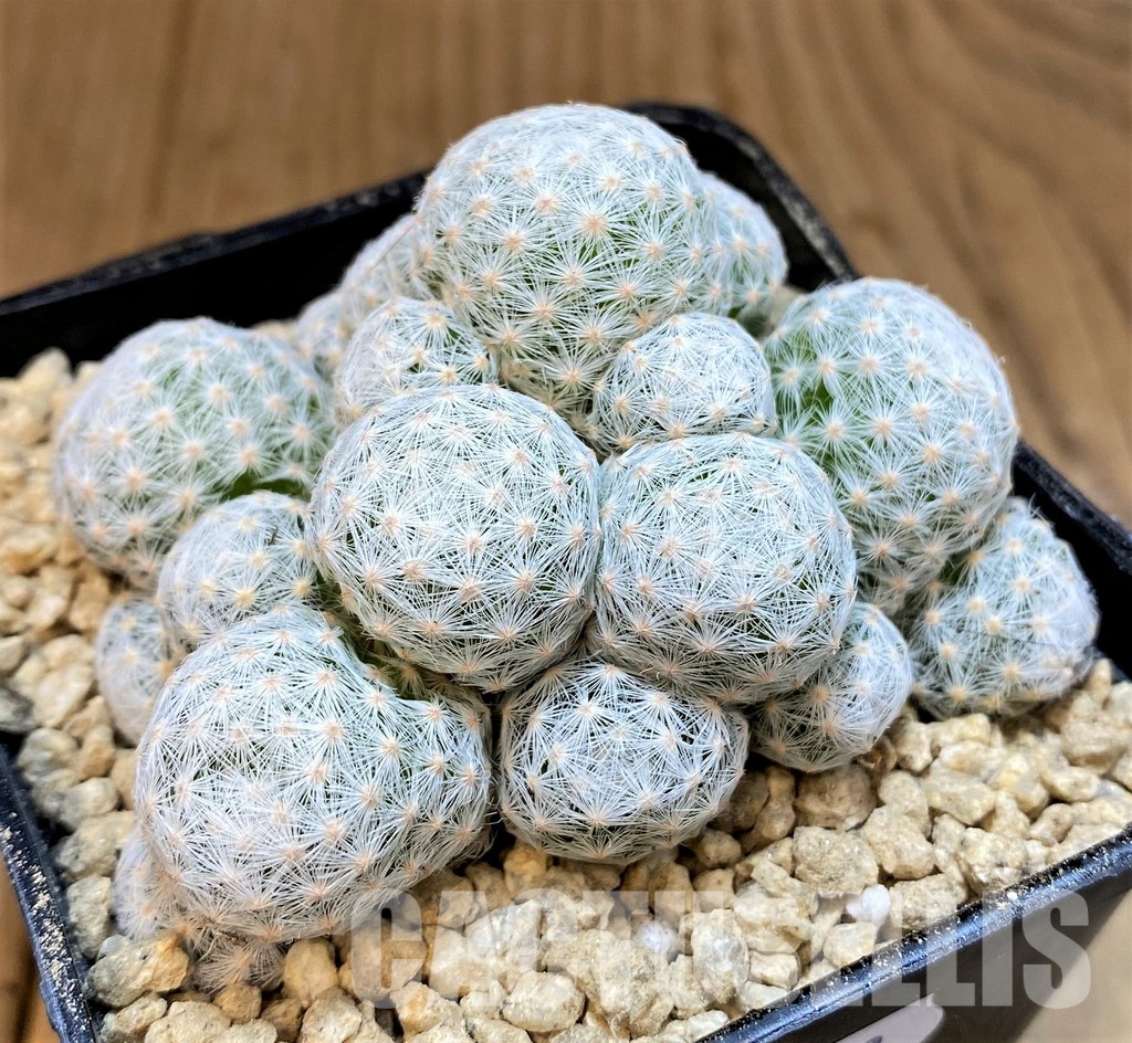 SH29578 Mammillaria humboldtii v. caespitosa - Image 2