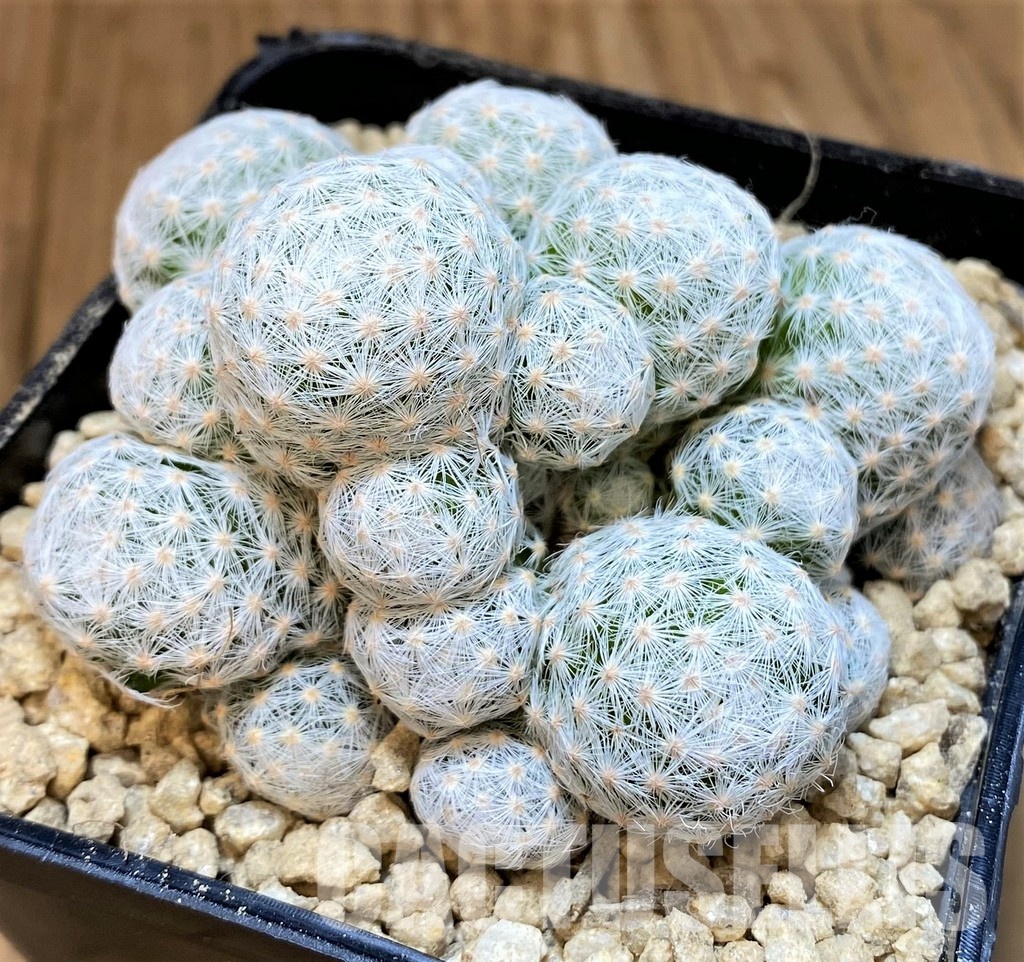 SH29578 Mammillaria humboldtii v. caespitosa