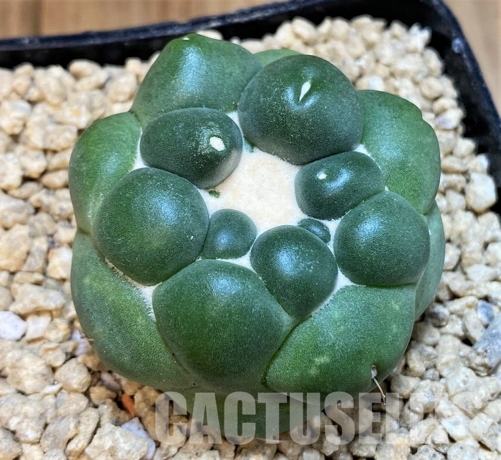 SH29581 Coryphantha elephantidens ‘inermis’