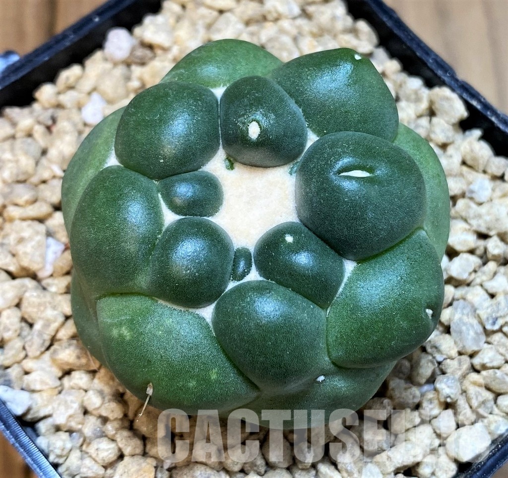 SH29581 Coryphantha elephantidens ‘inermis’ - Image 2