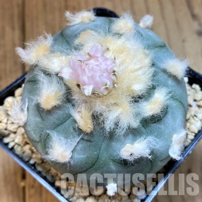 LOT1081    10 SEEDS/10 СЕМЕНА Anhalonium williamsii 2025