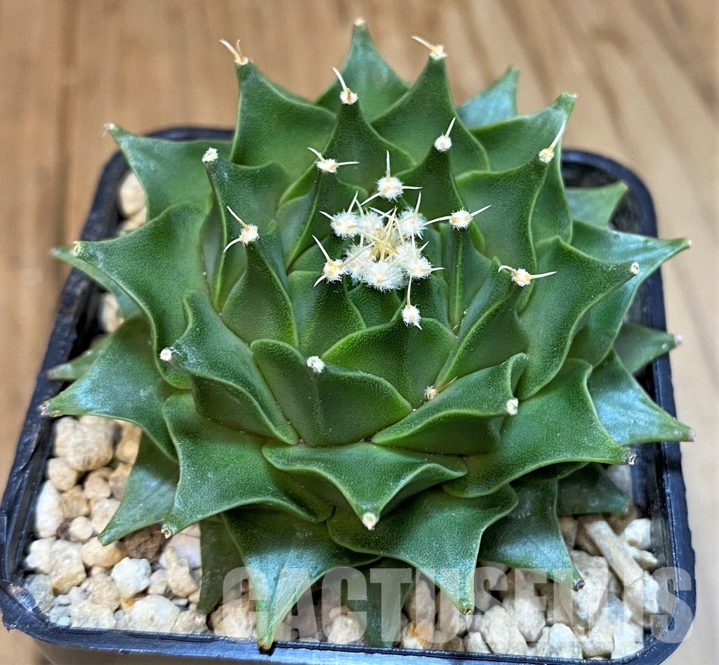 SH29592 Obregonia denegrii - Image 2