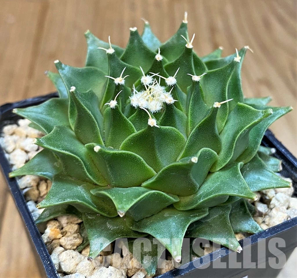SH29592 Obregonia denegrii