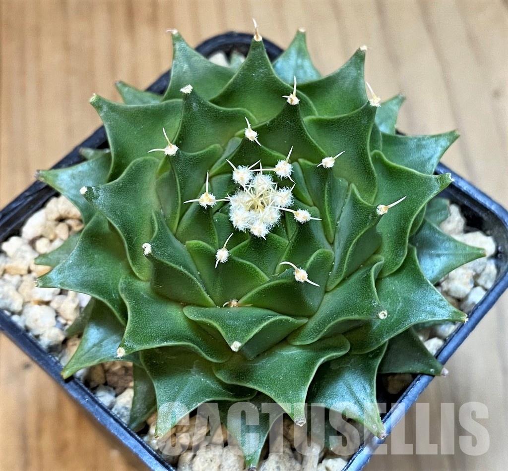 SH29592 Obregonia denegrii - Image 3