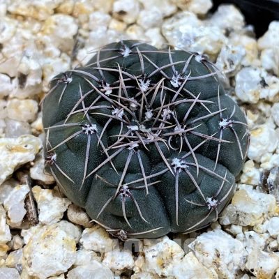 YAR29667 Gymnocalycium nataliae MT7095