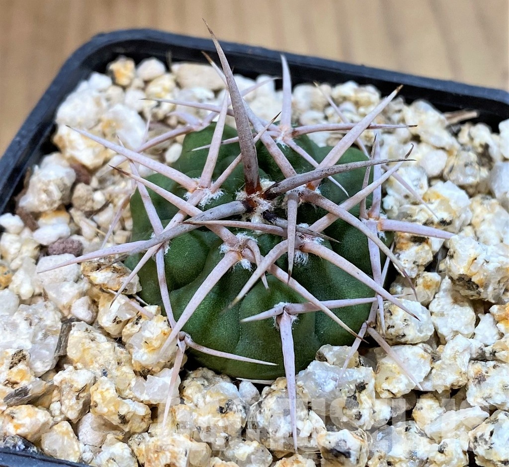 YAR29668 Gymnocalycium ferocior VG512 - Image 2