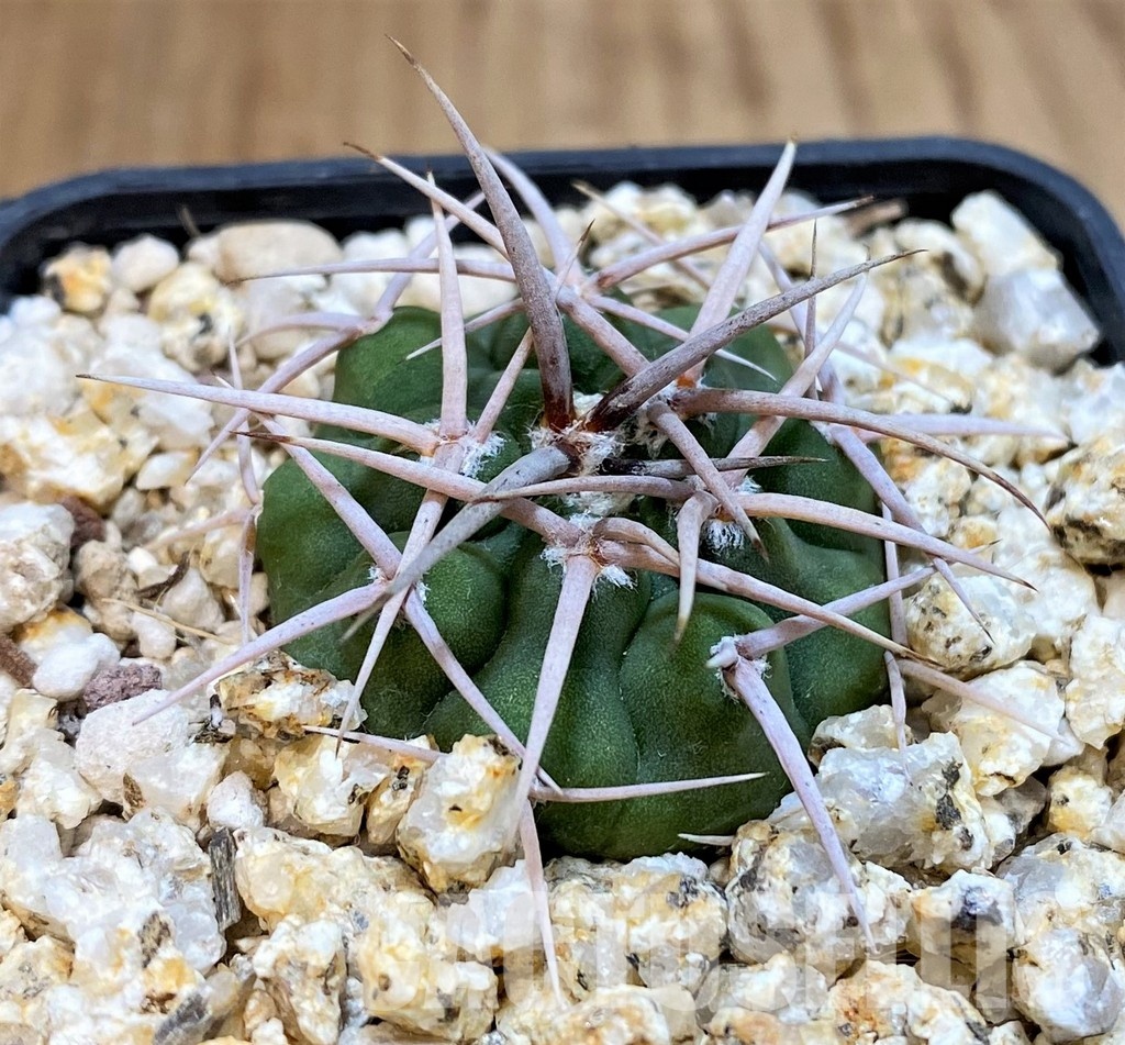 YAR29668 Gymnocalycium ferocior VG512