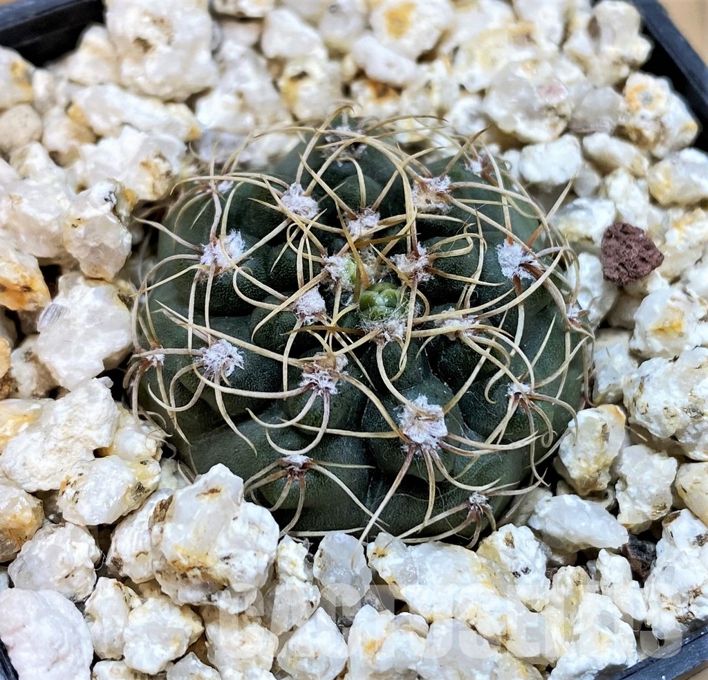 YAR29664 Gymnocalycium gaponii VG503 - Image 2