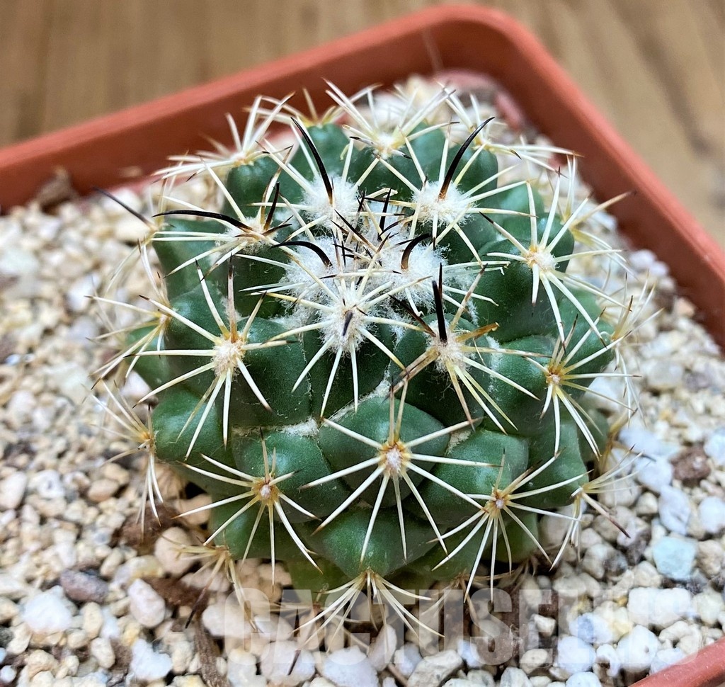 YAR29670 Coryphantha durangensis - Image 3