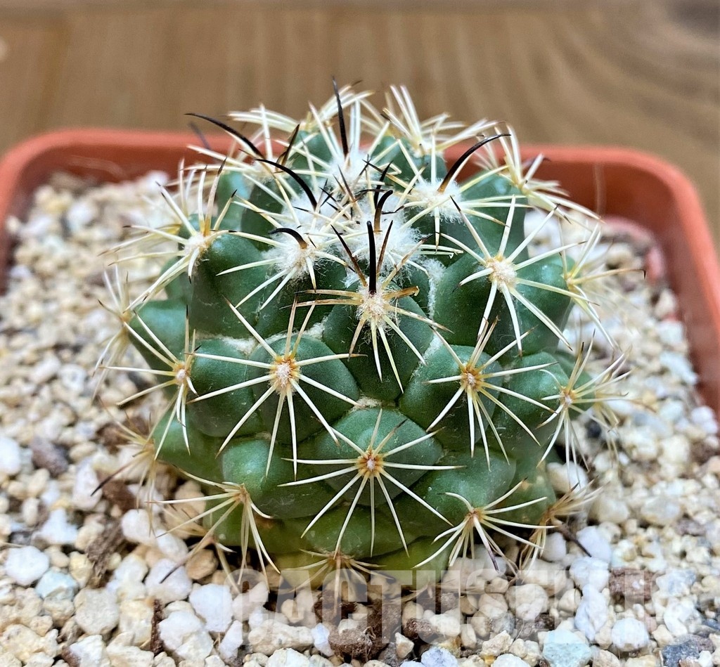 YAR29670 Coryphantha durangensis - Image 2