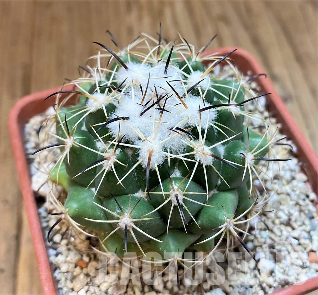 YAR29671 Coryphantha durangensis