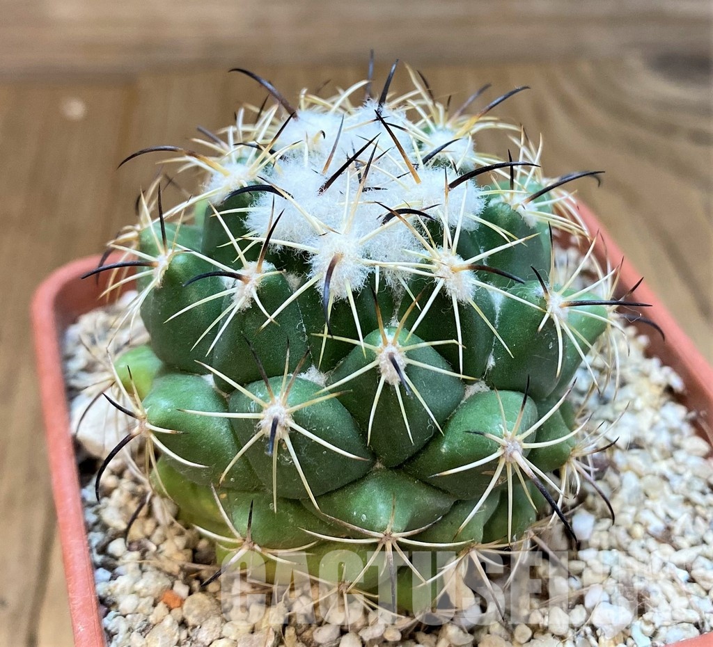 YAR29671 Coryphantha durangensis - Image 3