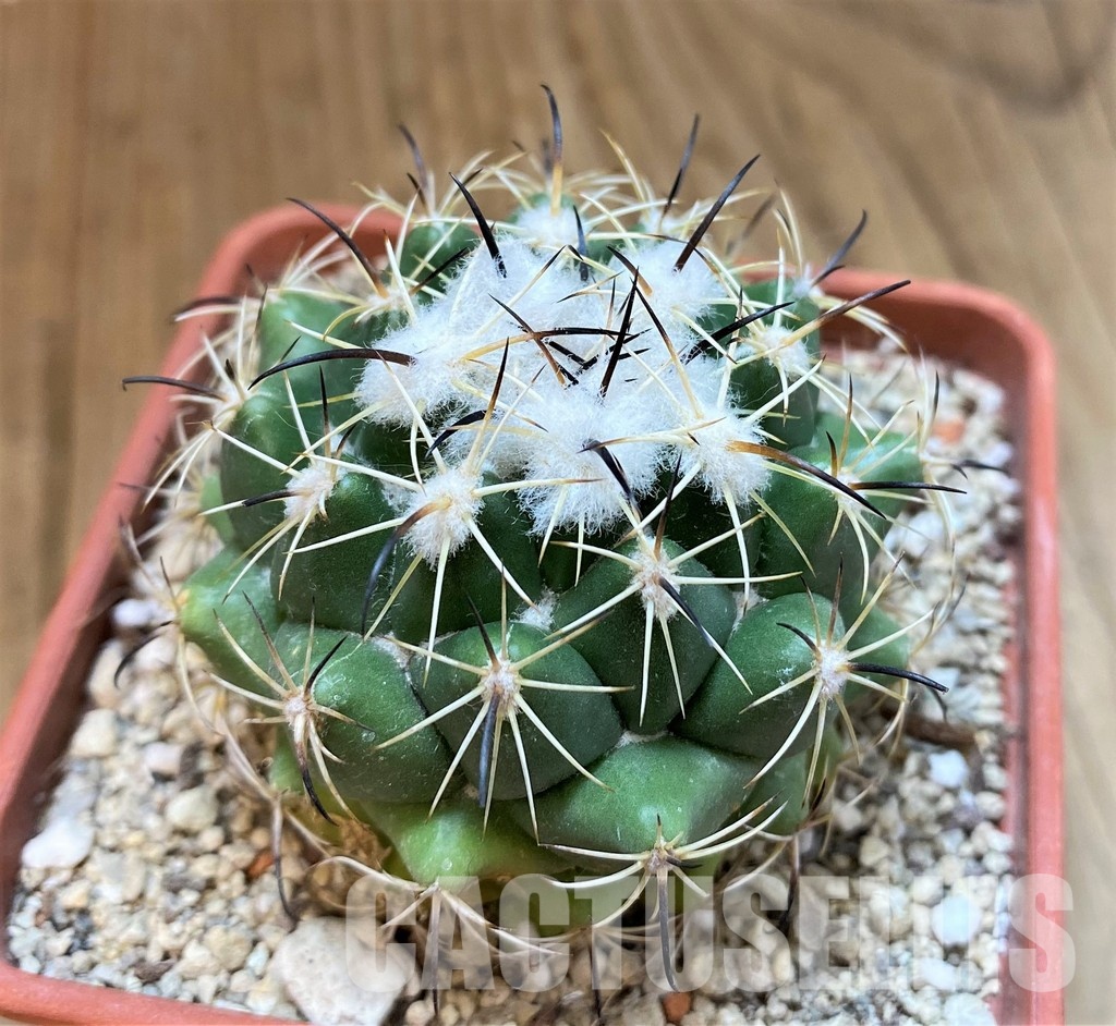YAR29671 Coryphantha durangensis - Image 2