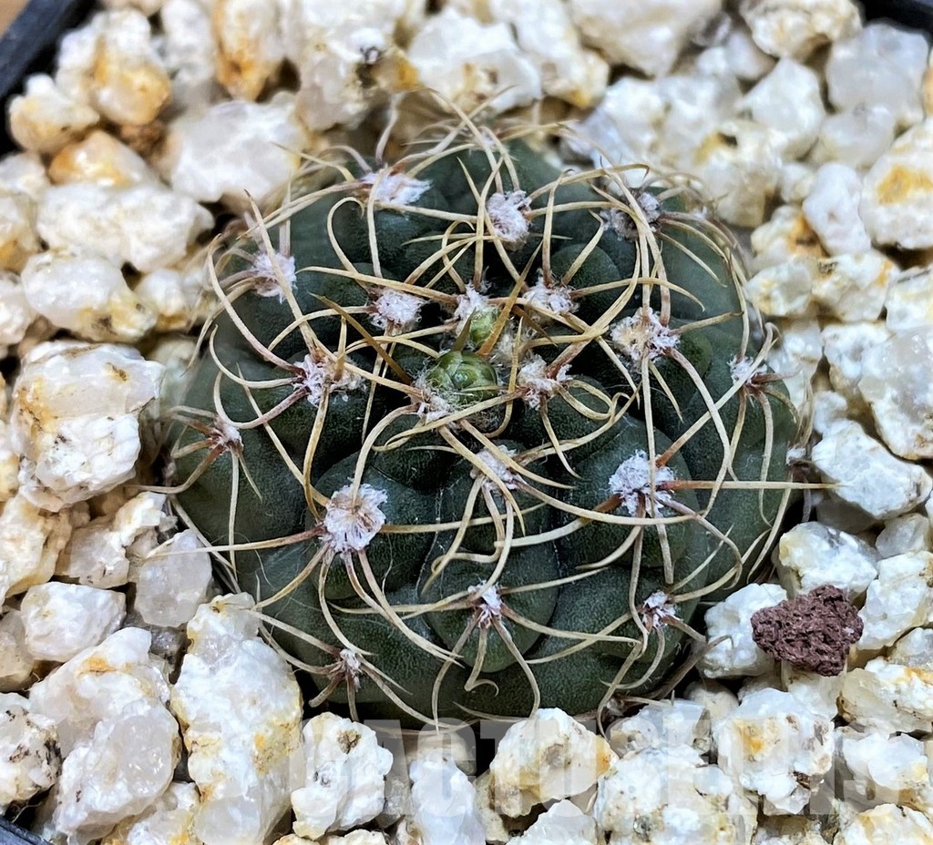 YAR29664 Gymnocalycium gaponii VG503