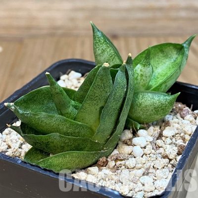YAR29672 Sansevieria ‘Vienna’ hybrid