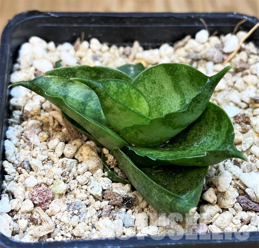 YAR29673 Sansevieria ‘Vienna’ hybrid - Image 3