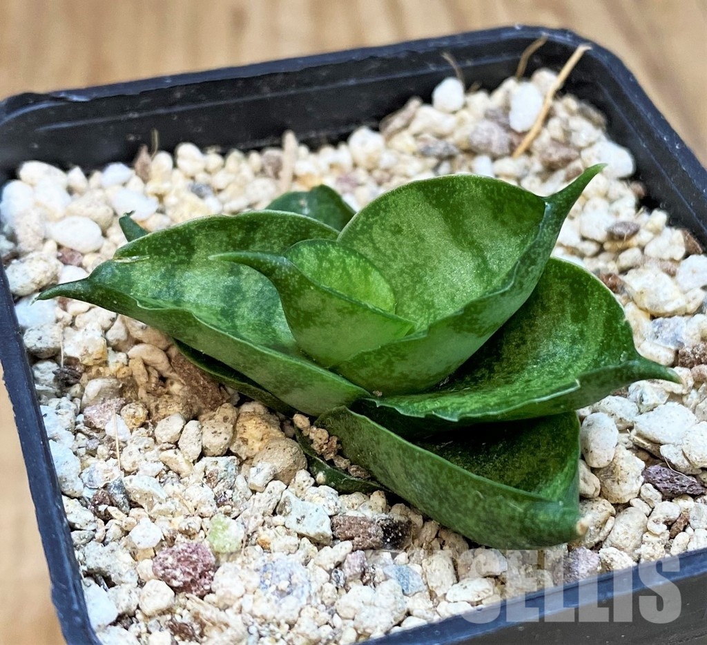 YAR29673 Sansevieria ‘Vienna’ hybrid - Image 2