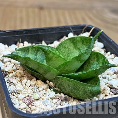 YAR29673 Sansevieria ‘Vienna’ hybrid