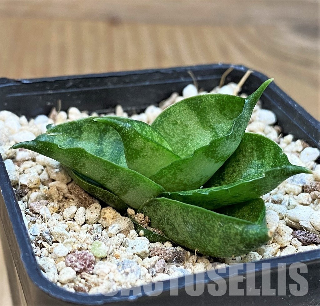 YAR29673 Sansevieria ‘Vienna’ hybrid
