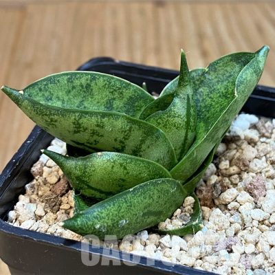 YAR29674 Sansevieria ‘Vienna’ hybrid