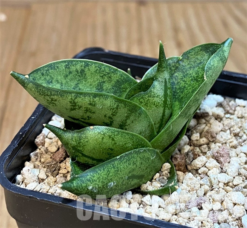 YAR29674 Sansevieria ‘Vienna’ hybrid