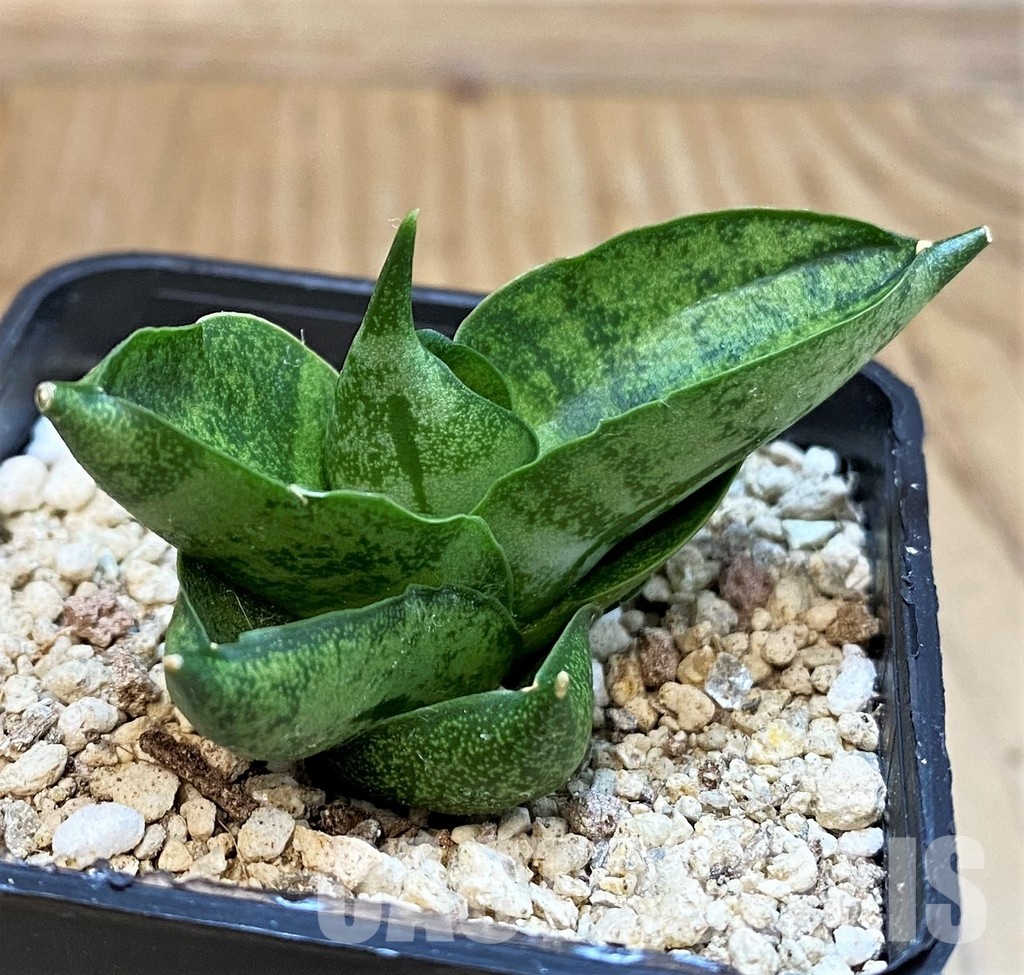 YAR29674 Sansevieria ‘Vienna’ hybrid - Image 2