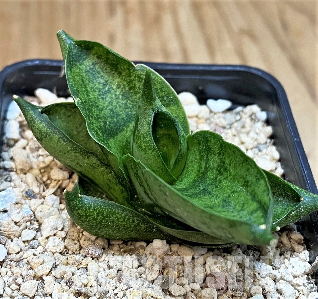 YAR29674 Sansevieria ‘Vienna’ hybrid - Image 3