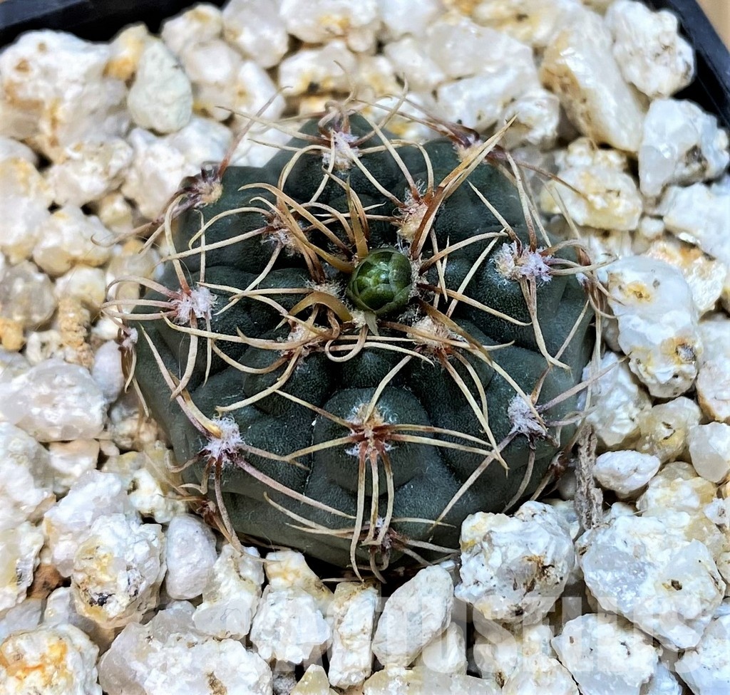 YAR29665 Gymnocalycium gaponii VG503 - Image 2