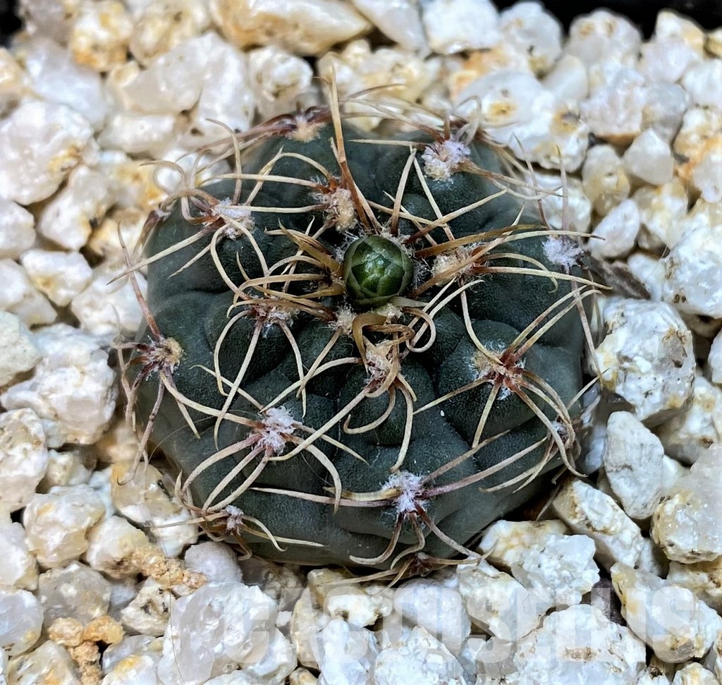 YAR29665 Gymnocalycium gaponii VG503