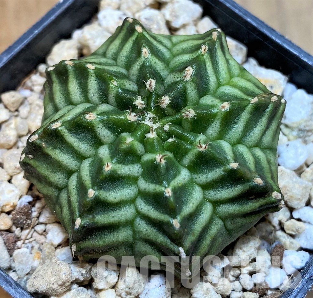 SH29759 Gymnocalycium mihanovichii ‘Kanomchan’ - Image 2