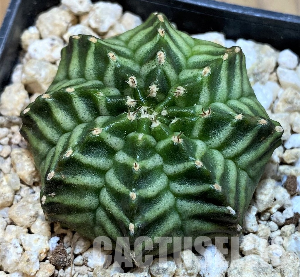 SH29759 Gymnocalycium mihanovichii ‘Kanomchan’