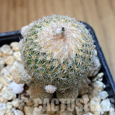 SH29760 Epithelantha micromeris v. polycephala