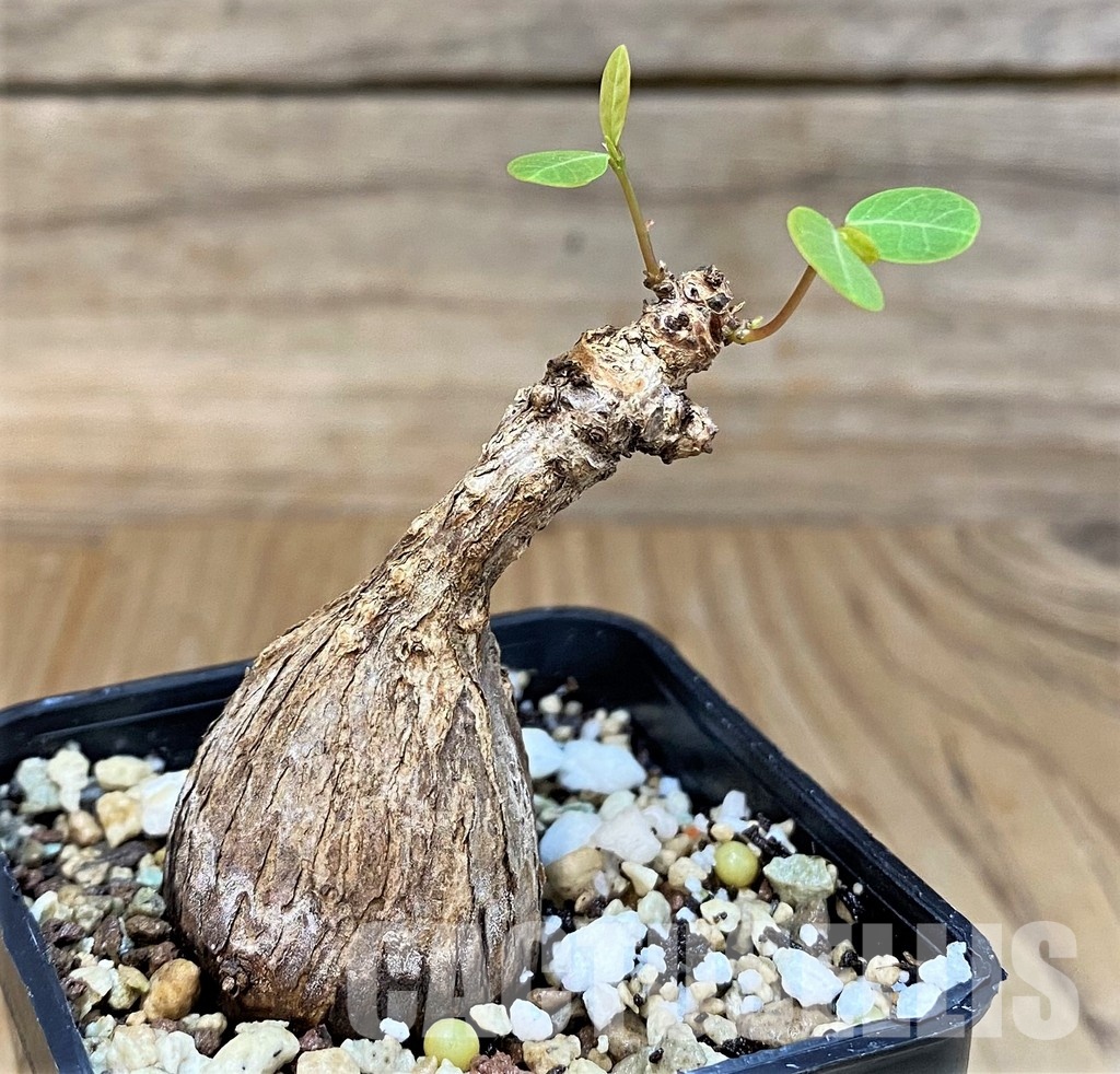 SH29727 Phyllanthus mirabilis
