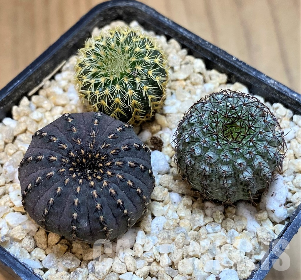 SH29761 Frailea mix