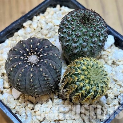 SH29762 Frailea mix