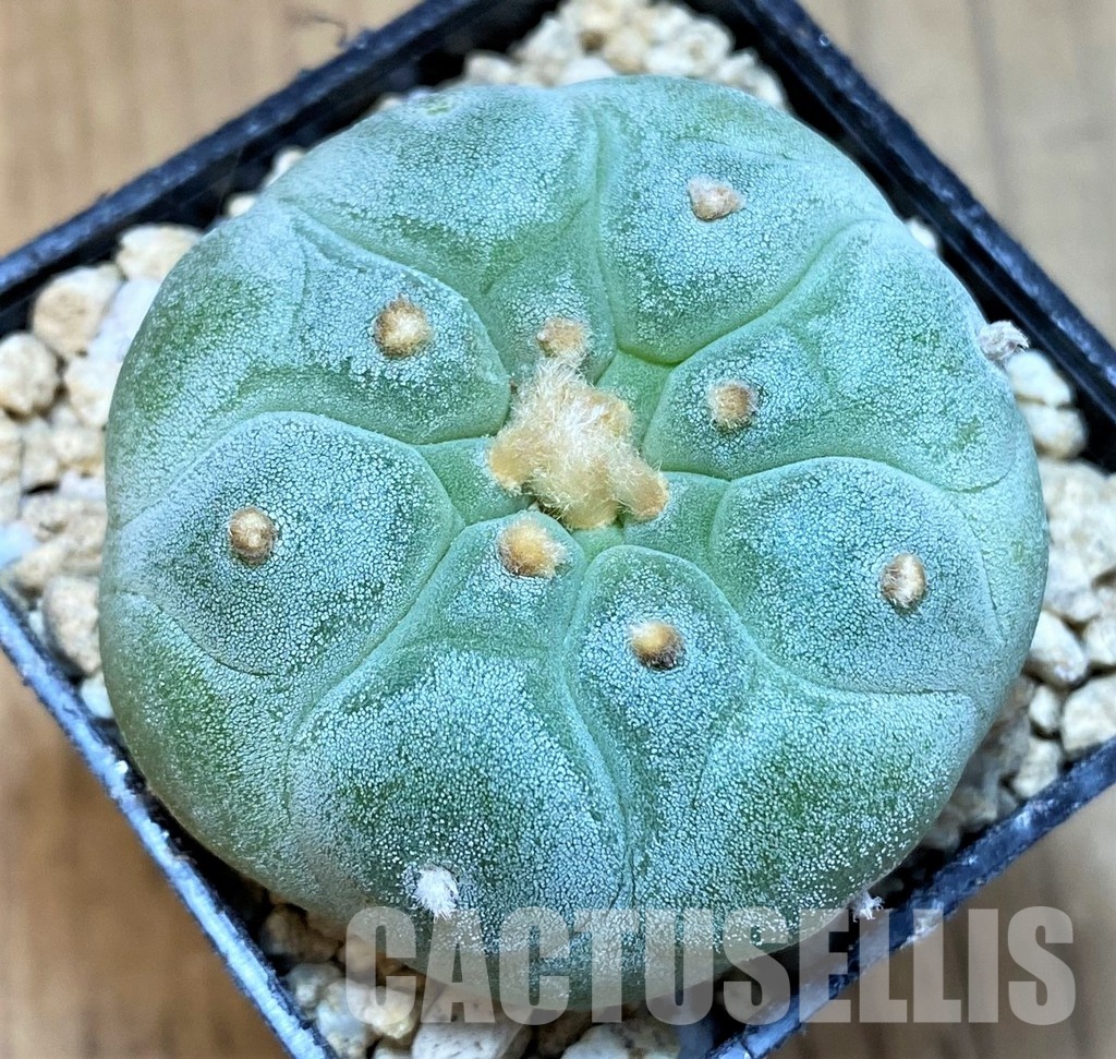 SH29766 Anhalonium frichii ‘Yatagai’, seedling, own roots