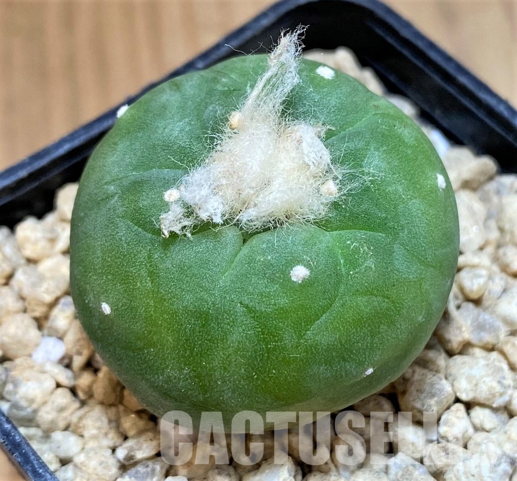 SH29768 Anhalonium koehresii 'Encarnacion'