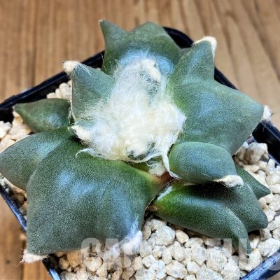 SH29776 Ariocarpus retusus 'Three Finger', own roots seedling